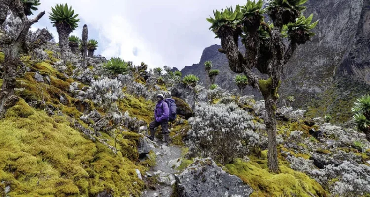 Uganda Rwenzori trekking