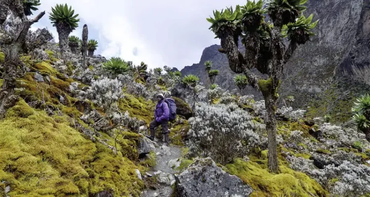 Alternativtext: Trekkingtour durch die afrikanische Berglandschaft mit einzigartiger Flora.