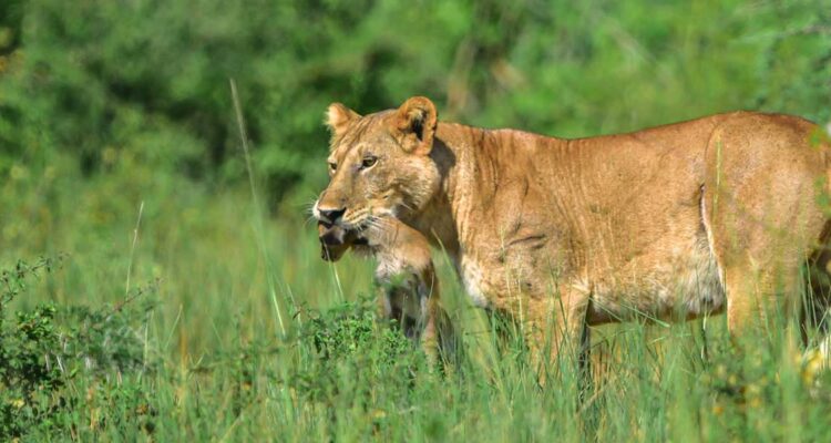 Uganda-Selbstfahrereisen-1.jpg
