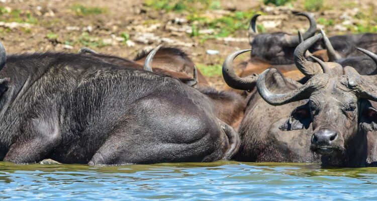 15 Tage Uganda Selbstfahrerreise