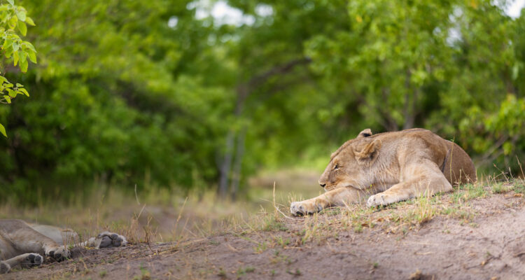Exklusives Safari-Erlebnis für Fotografie-Enthusiasten und Naturliebhaber