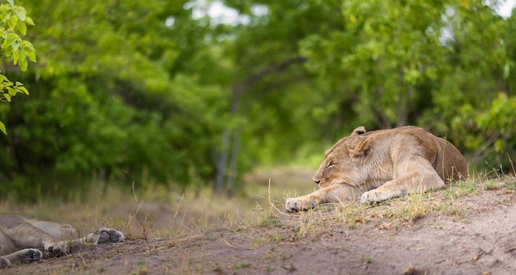 Löwe im Busch während Safari, ruhendes Großwild in der afrikanischen Savanne.
