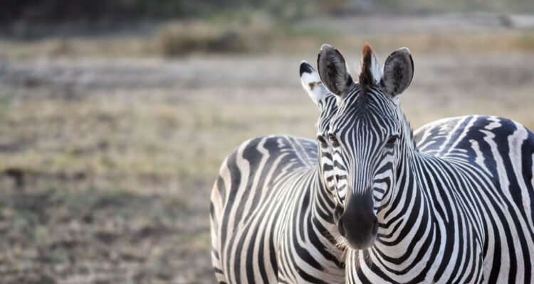 Zebras