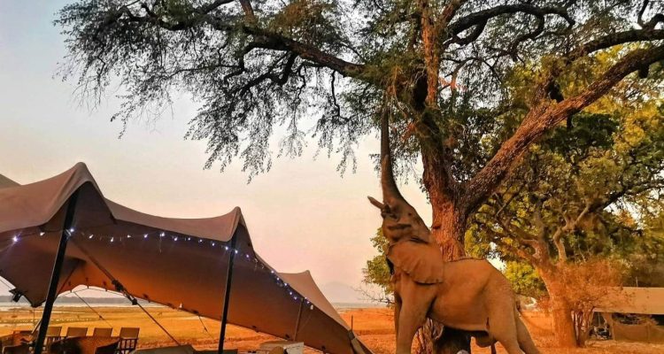 Elegantes Safari-Zelt in afrikanischer Natur, umgeben von wild lebenden Tieren, ideal für Afrika Reisen.