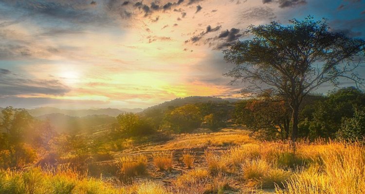 Alte Akazie im Sonnenuntergang, Südafrika.