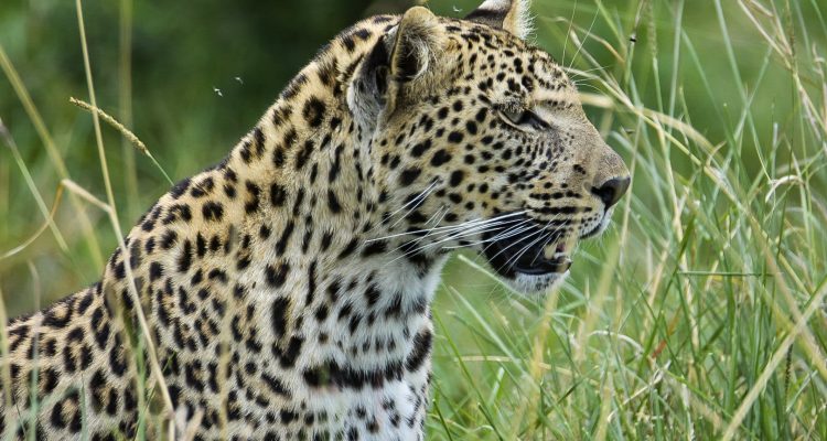 Jaguare in der afrikanischen Wildnis, exotische Tierwelt, Safari Afrika, Naturerlebnis.