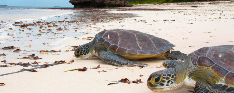 Schildkröten in Kenia