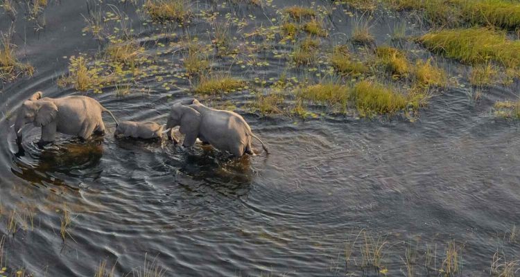 Elefantenfamilie beim Baden im Wasser in Afrika, Natur und Tierliebe, nachhaltiger Tourismus.