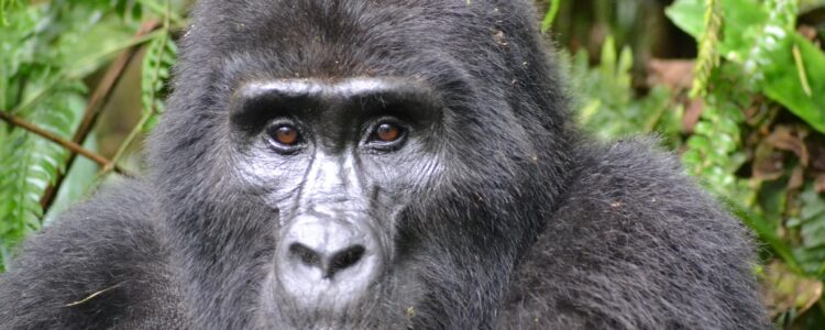Gorilla Trekking in Uganda - stattlicher Gorilla