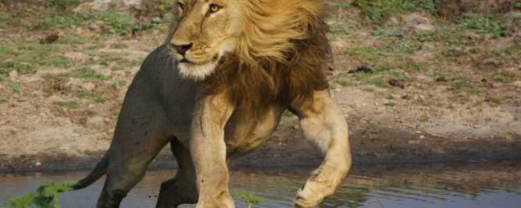 Löwe in Afrika beim Trinken aus einem Wasserloch, Tierwelt safarireise, Wildtiere Afrikas.