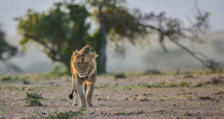 Löwe in der afrikanischen Savanne bei Sonnenaufgang.