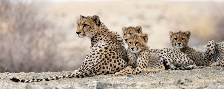 Löwenfamilie in der afrikanischen Savanne, Löwenjungtiere, Safari Abenteuer, Tierwelt Kenia/Tansania.