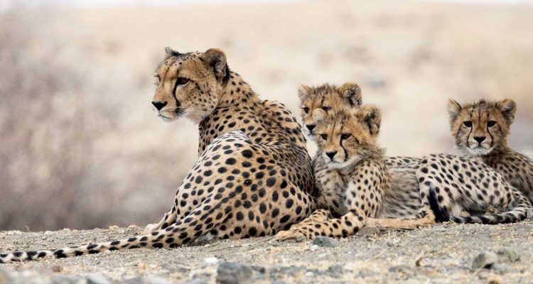 Löwenfamilie in der afrikanischen Savanne, Löwenjungtiere, Safari Abenteuer, Tierwelt Kenia/Tansania.