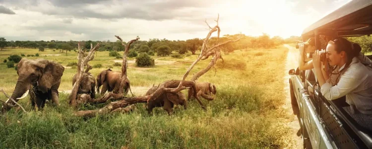Bei einer Safari in Afrika wilden Elefanten begegnen.