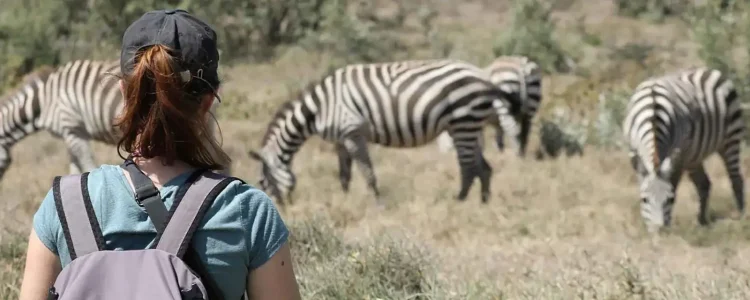 Person beobachtet Zebras in freier Wildbahn.
