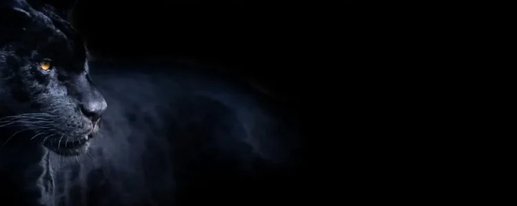 Sensibler Löwe in der afrikanischen Wildnis, ideal für Abenteuer- und Safarireisen in Afrika.