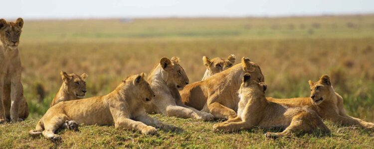 Löwen-Safari in Afrika . Rudel Löwen auf einem Huegel