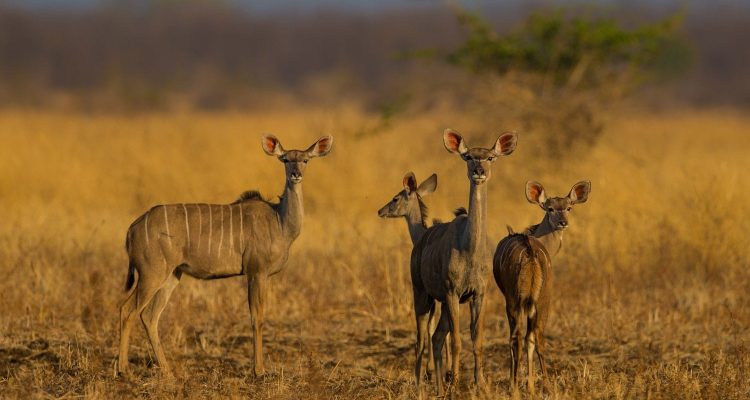 Afrikanische Gnus in der offenen Savanne während der Goldstimmung, typische Safari in Afrika.
