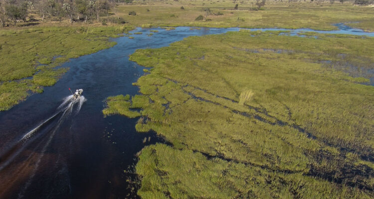 Under Botswana Sky