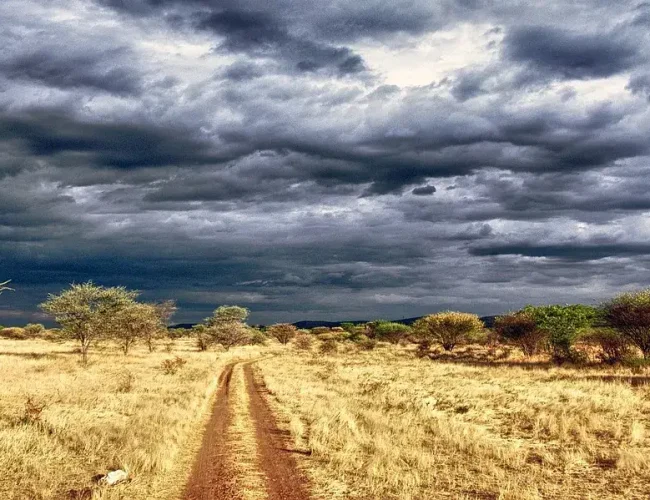 Weite Savannenlandschaft mit Akazien unter dunklem Himmel in Afrika, perfekte Safari-Atmosphäre.