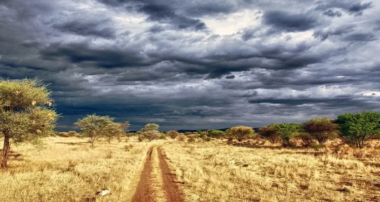 Weite Savannenlandschaft mit Akazien unter dunklem Himmel in Afrika, perfekte Safari-Atmosphäre.