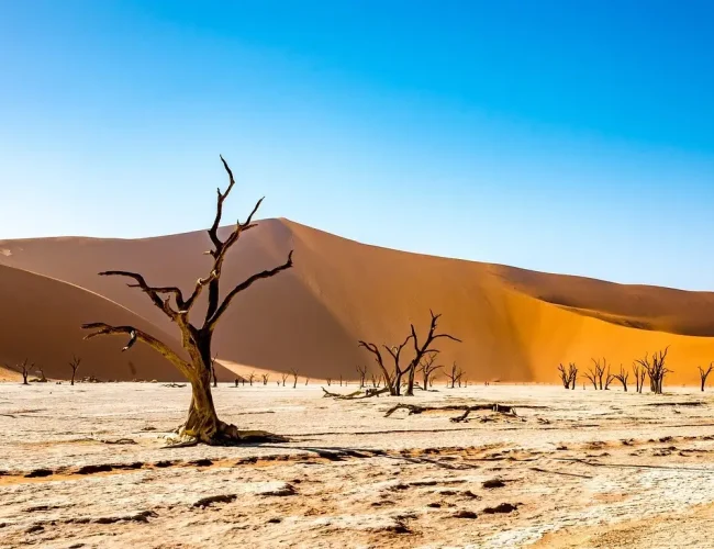 Alte Vertrocknete Bäume in einer Wüstenlandschaft in Namibia.