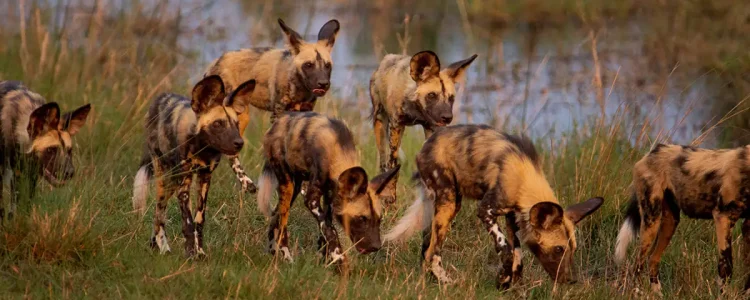 Löwenhunde in der afrikanischen Savanne während Sonnenuntergang, Natur, Safari, Wildlife.