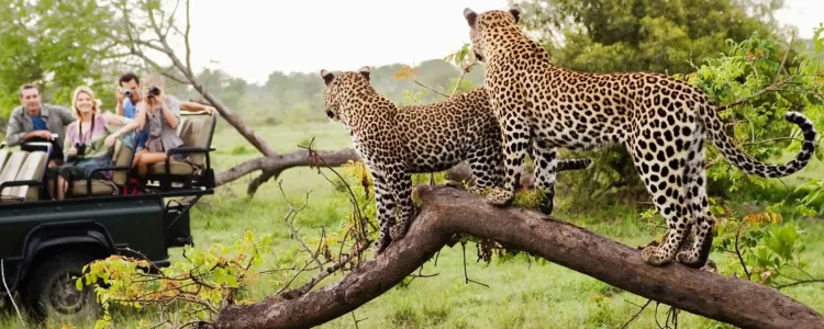 Leoparden in ihrer natürlichen Umgebung in Afrika, Beobachtung bei Safari-Touren, Tierwelt, Naturschutz.