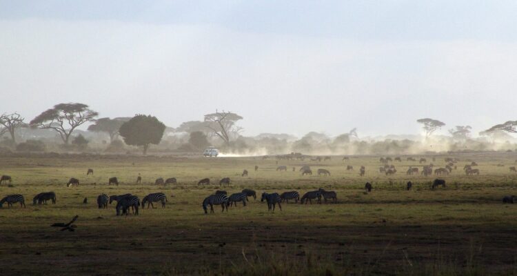 safari-gf861c348a_1920