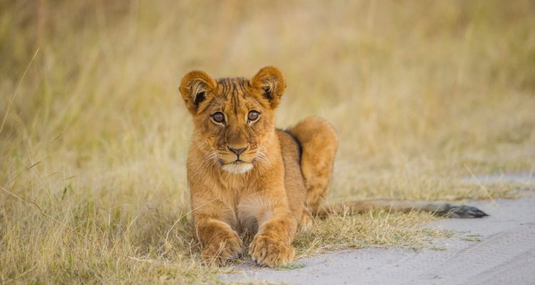 Mutiger Löwenwelpe auf Safari in Tansania.