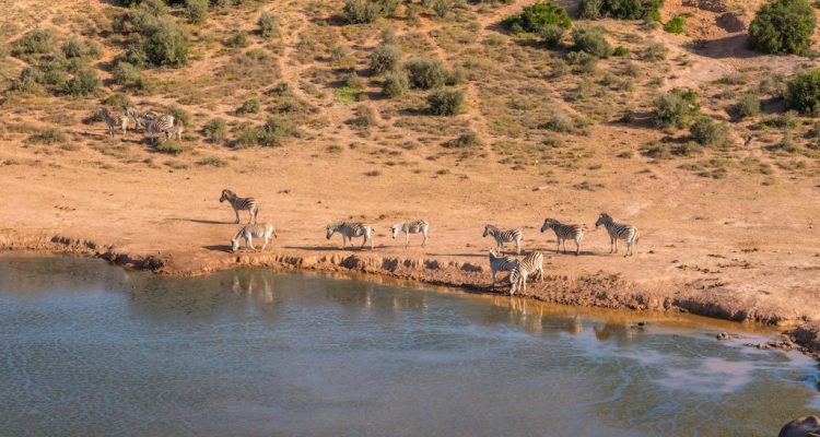 Zebras beim Wasser trinken in der afrikanischen Savanne, typische Tierbeobachtung in Kenia.