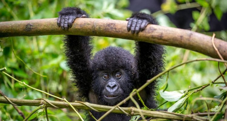 Kleiner Gorilla im Dschungel, wilden Afrika-Reise, Tierbeobachtung, Wildtiere Safari.
