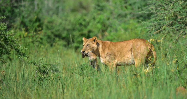 Löwe in der Natur Afrikas, Wildtiere in der Savanne, Tierbeobachtung in Afrika.