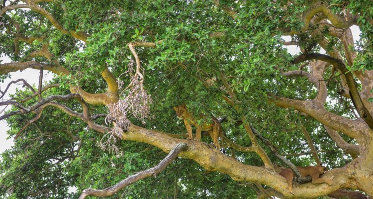 Hochwertige Safari-Abenteuer in Afrika mit Löwen auf Baum.