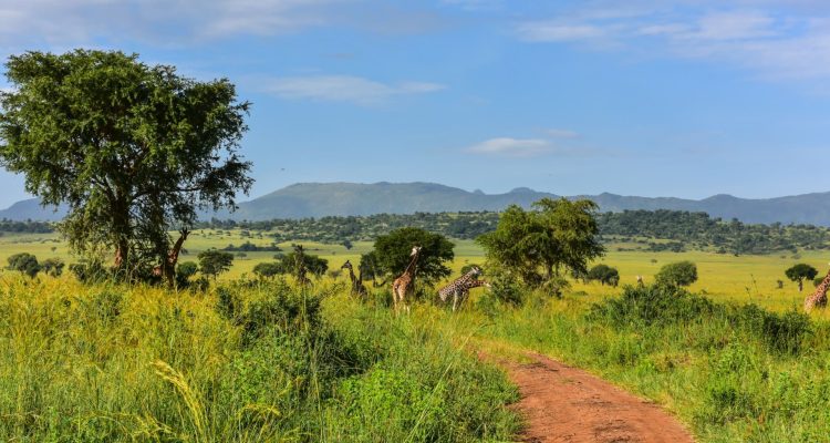 Helle, farbenfrohe Safari-Szene mit Giraffen, grünen Bäumen und weiten Savannenlandschaften in Afrika.
