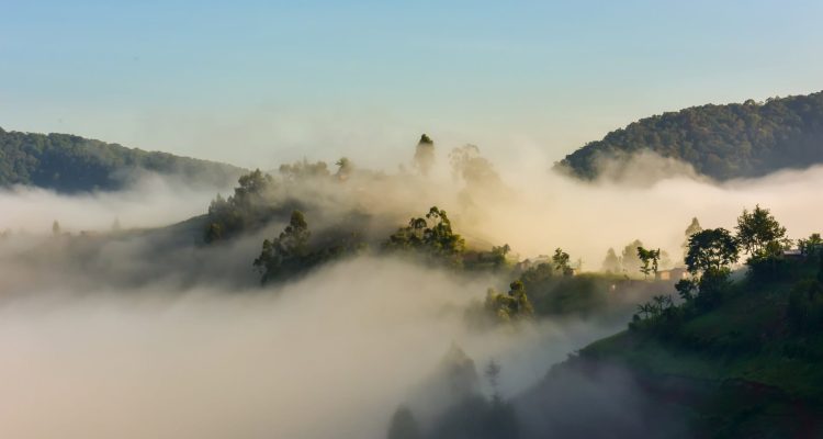 Sonnendekorierter Dschungel im Nebel in Afrika, ideal für Safari- und Naturreisen.