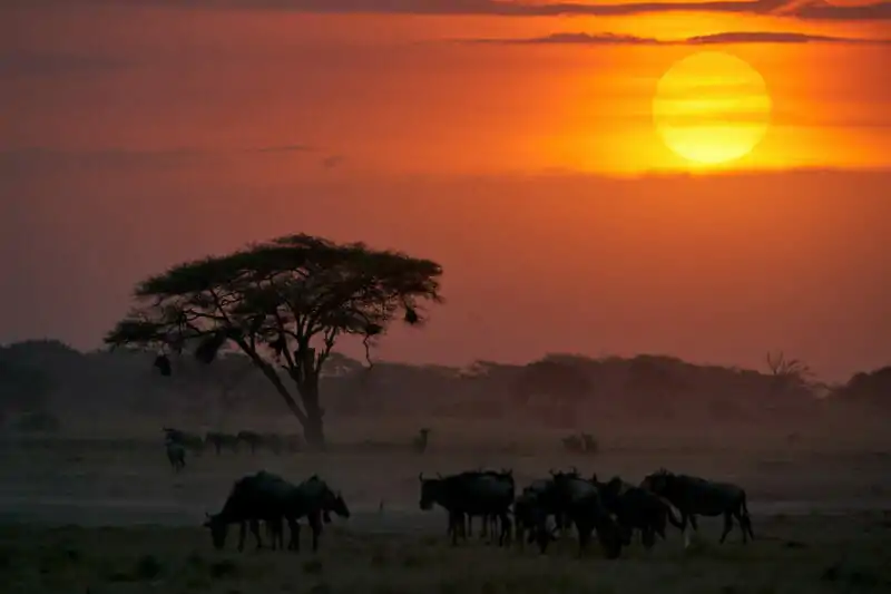 Reisebericht Kenia Sonnenuntergang mit Büffeln 