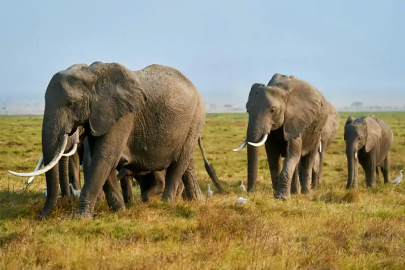Elefantenherde in Kenia 