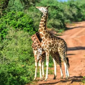 Das sehen Sie bei einer Namibia Selbstfahrerreise - Giraffen in Namibia - 2 Giraffenbullen kämpfen in der Kalahari