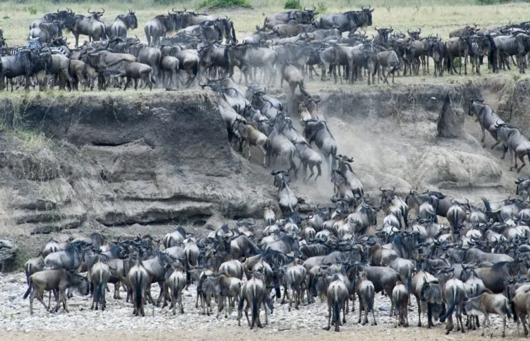 Gnuwanderung, Migration Serengeti National Park