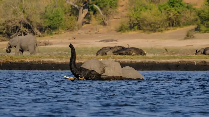 Botswana Camping - Elefant im Wasser