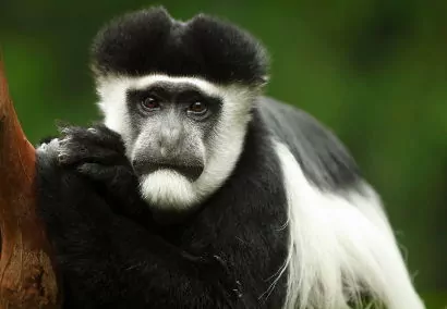 Colobus