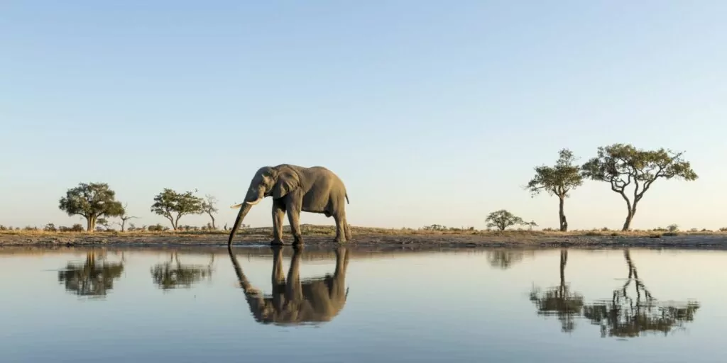 Elefant in Botswana