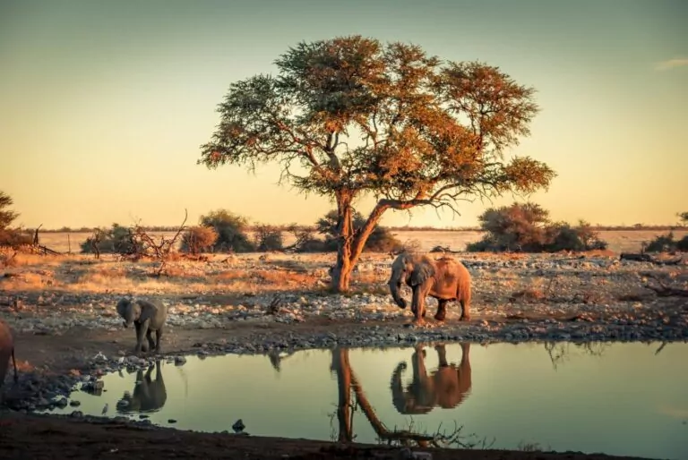 Die Nationalparks in Namibia