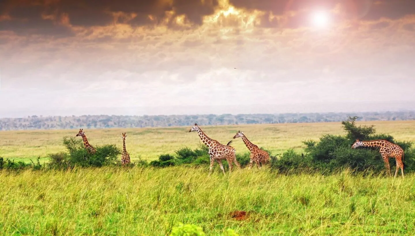 Giraffen in Uganda