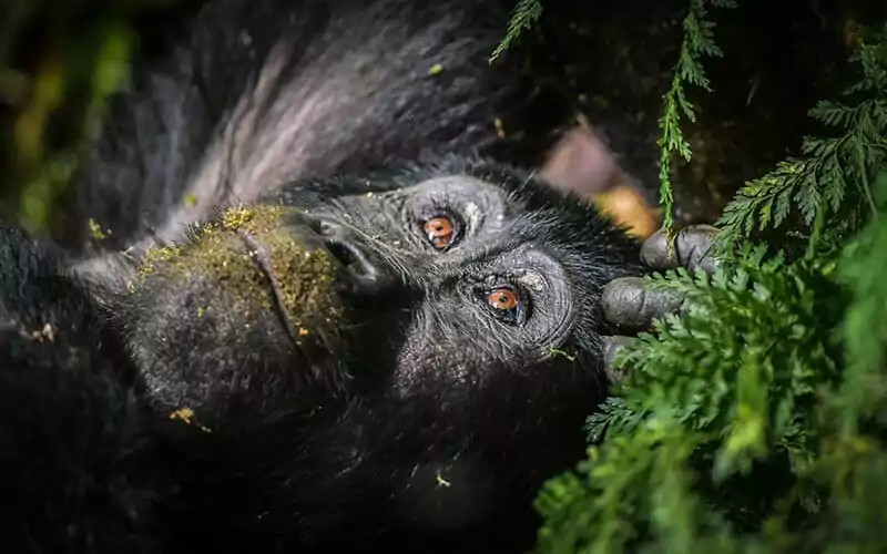 Gorilla in Uganda