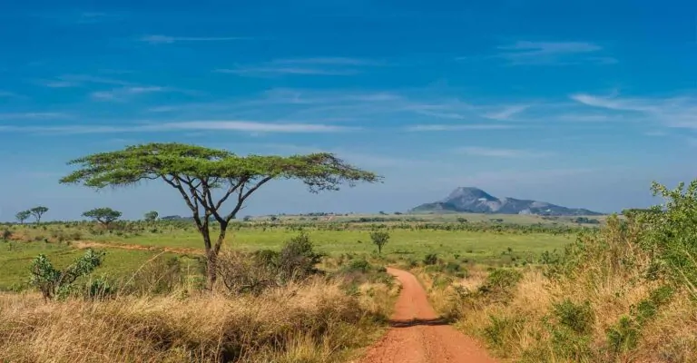 Malawi Safari