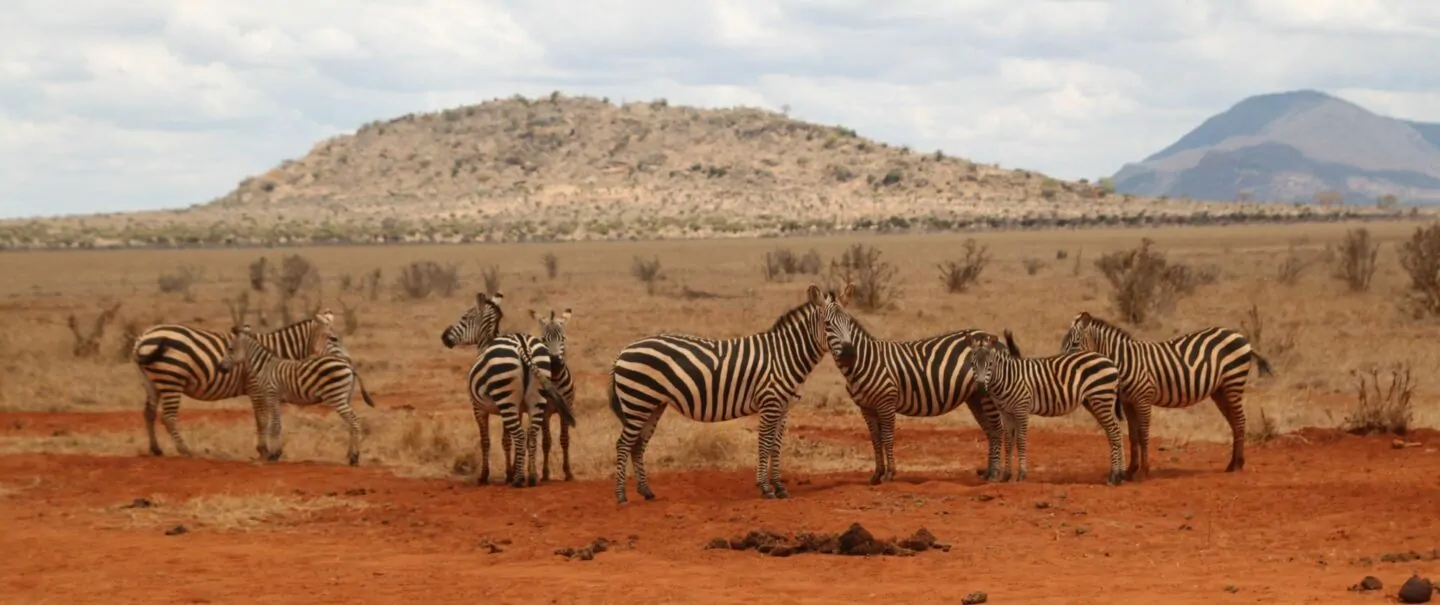 Mosambik Zebras