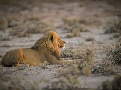 Löwen in Namibia