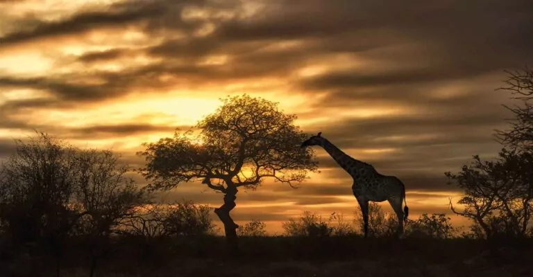 Sonnenuntergang auf Safari in Tansania